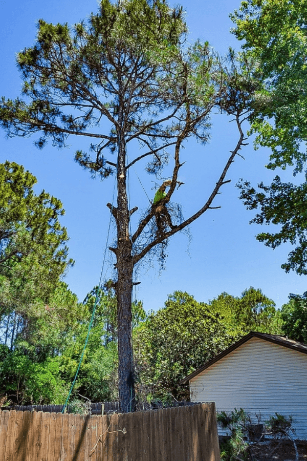 Project Gallery - Tree Cowboys & Landscaping, LLC in Navarre Florida