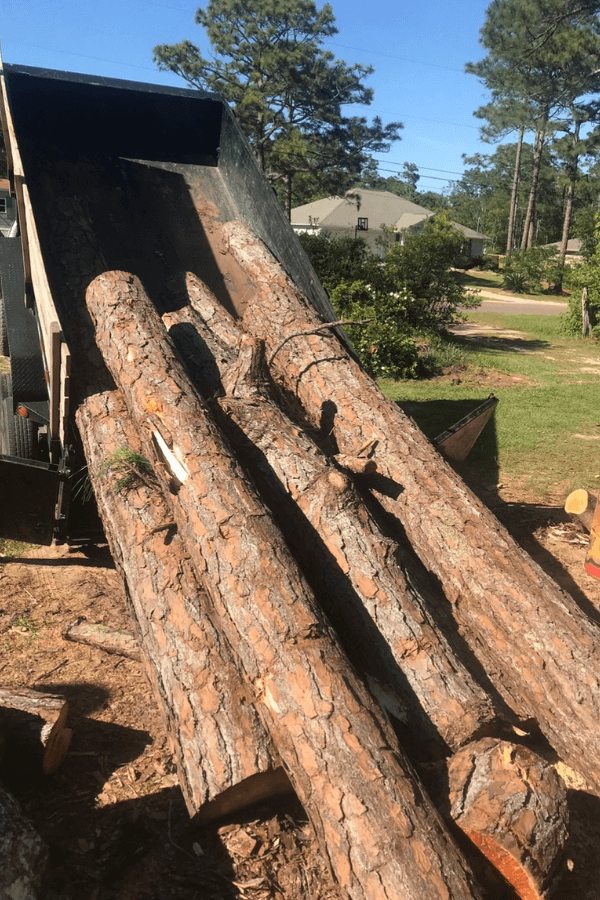 Tree Supplier Services